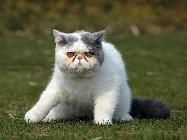 如何护理患脂漏性皮炎的猫咪