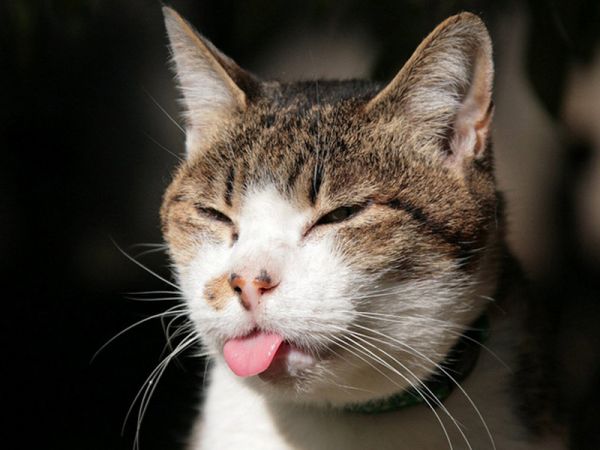 如何治疗及预防猫疥癣病
