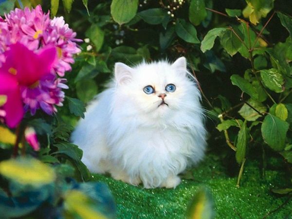 猫疥癣病有哪些症状