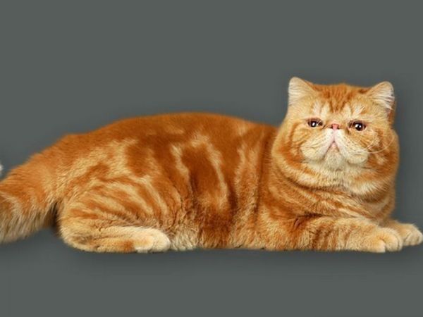猫咪得湿疹的原因及相应症状