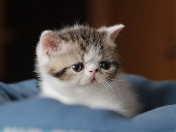 猫咪湿疹的防治
