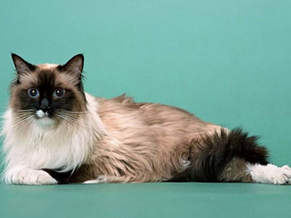 如何治疗猫咪粉刺