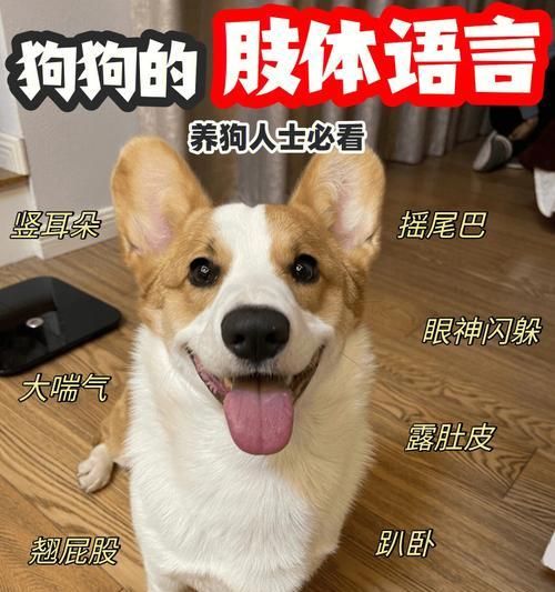 训练狗狗必备的9种工具（打造听话乖巧的宠物，训练必备工具一网打尽）