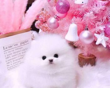 解读博美犬叫声奥秘（从心理、社交到环境）