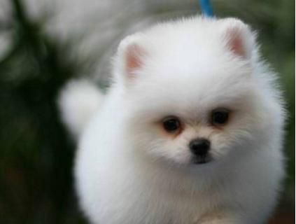 解读博美犬叫声奥秘（从心理、社交到环境）