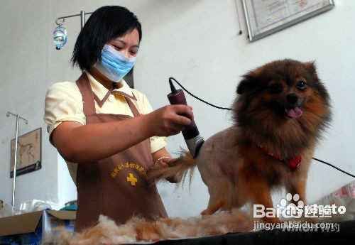怎样对付犬只毛发打结