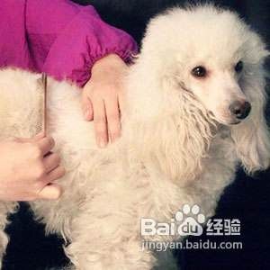 怎样对付犬只毛发打结