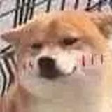 小鲤鱼