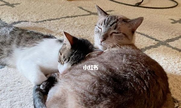 猫咪不钻脏地方的5个技巧（从日常习惯到环境改变）