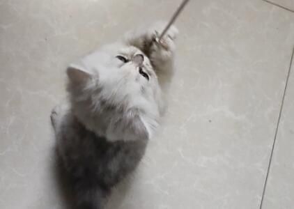 猫的认知能力