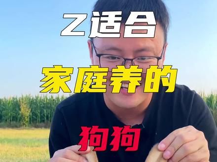 第35集:最适合家庭养的狗狗大人,大人孩子都喜欢。 #宠物训练学校 #奇异动物召集令 #比格犬 #训犬教程 #训犬师