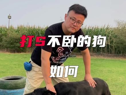 第43集:打死不卧的狗,就这样训它#奇异动物召集令 #萌宠出道计划 #训犬教程 #养宠进阶指南 #训犬方法免费教学