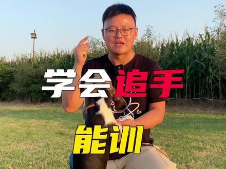 第40集:训练狗狗从追手开始#奇异动物召集令 #训犬教程 #比格犬 #训犬方法#追手训练