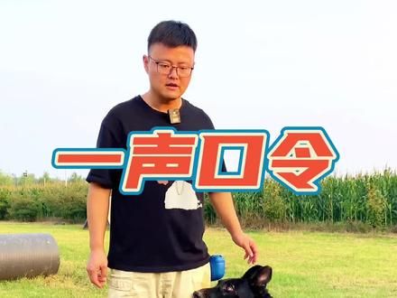 第39集:一口令教狗靠身边#训犬教程 #训犬方法免费教学 #教狗狗靠