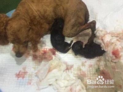 狗狗助产视频教程
