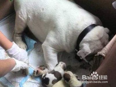 狗狗助产视频教程