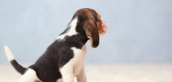 与听力有障碍的宠物如何相处？教会手语，不管是猫还是狗全适用！ 