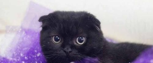 如何让你的宠物猫咪学会上厕所（从零开始的猫咪厕所训练计划）