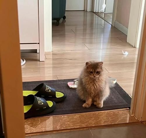 如何让你的宠物猫咪学会上厕所（从零开始的猫咪厕所训练计划）