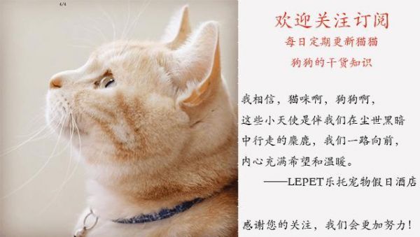 和人类相处久了，狗会不会也以为自己是人？