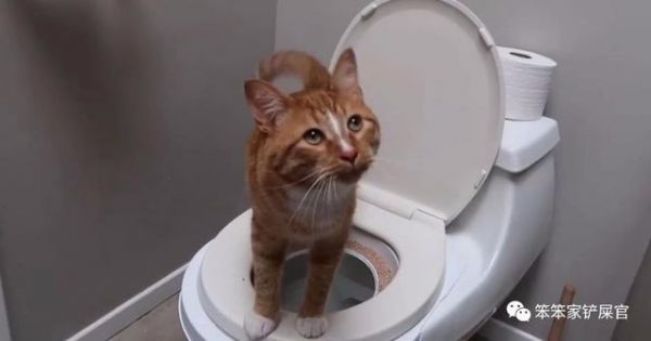 训练猫咪用马桶：让猫咪自己上厕所，告别铲屎，解放双手