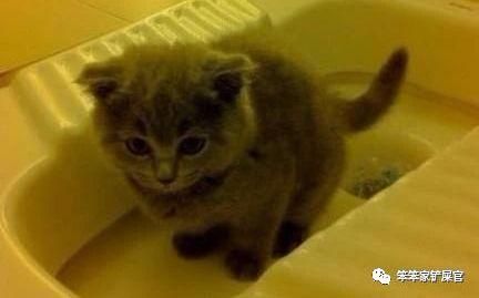 训练猫咪用马桶：让猫咪自己上厕所，告别铲屎，解放双手