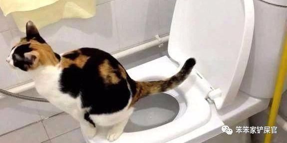 训练猫咪用马桶：让猫咪自己上厕所，告别铲屎，解放双手
