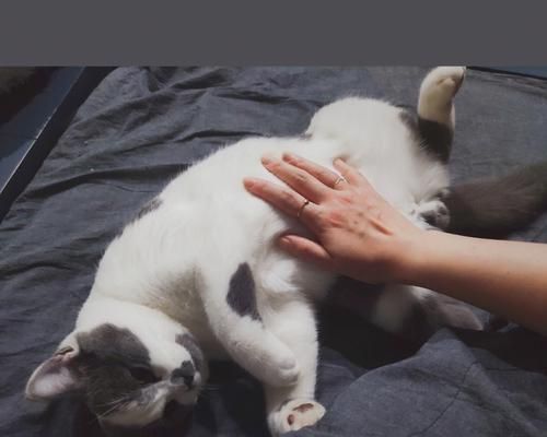 狗狗爱爱指南（探究宠物情欲生活）