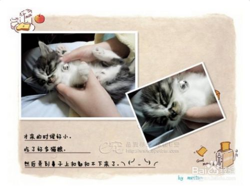 猫咪有什么心理疾病？猫咪心理问题如何解决