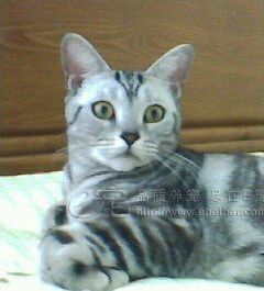 猫咪有什么心理疾病？猫咪心理问题如何解决