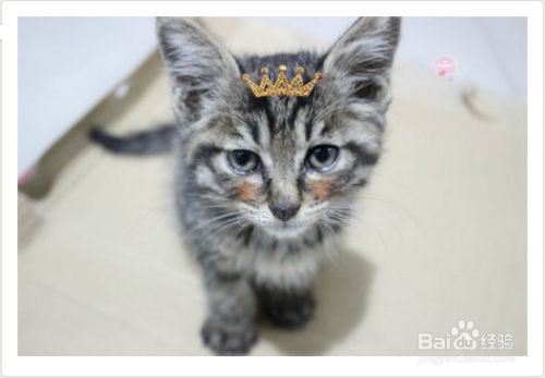 猫咪有什么心理疾病？猫咪心理问题如何解决