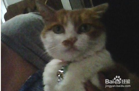 猫咪有什么心理疾病？猫咪心理问题如何解决
