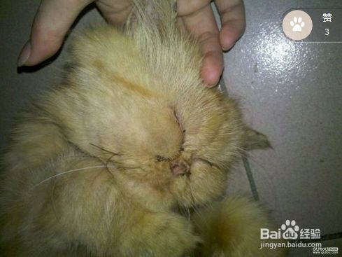 猫咪有什么心理疾病？猫咪心理问题如何解决