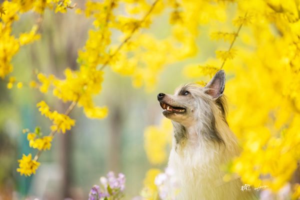 Canon EOS R5 / RF70-200mm F2.8 L IS USM / F3.2 1/1000s ISO200