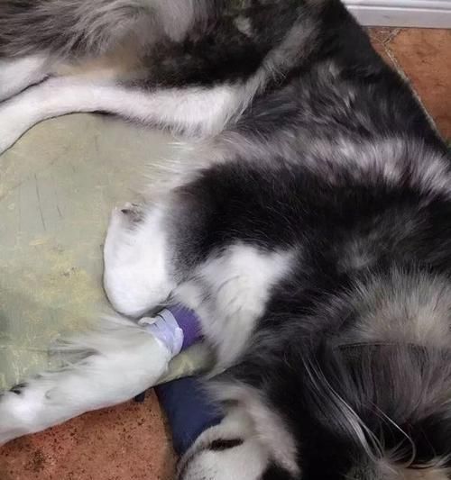 狗狗手术后的护理（为何需要吊水）