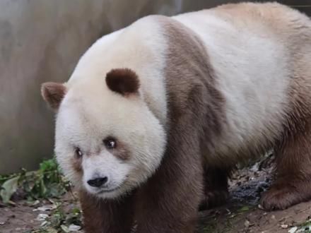 永不租借的陕西熊猫，为何知名度远低于四川熊猫，真正的熊猫天堂 #大熊猫七仔 #熊猫 #国宝熊猫 #来这吸熊猫 #不止我一个想rua大熊猫