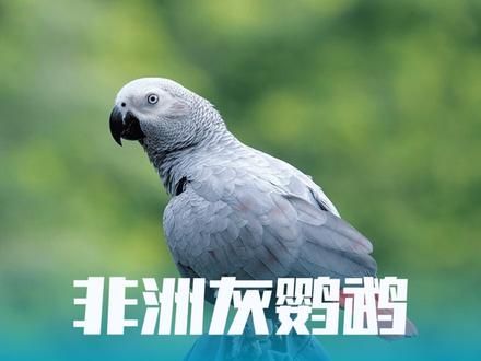 鸟界大聪明非洲灰鹦鹉，不仅会说话，而且有自己的想法 #鹦鹉 #非洲灰鹦鹉 #鸟类 #神奇动物在抖音 #动物世界