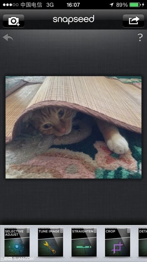 Snapseed技法:5步调出萌猫照片