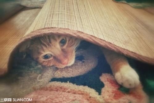 Snapseed技法:5步调出萌猫照片