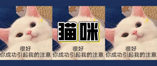 ai穿搭猫咪生成文案简单又好看，一键打造时猫咪形象