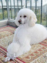 巨型贵宾犬