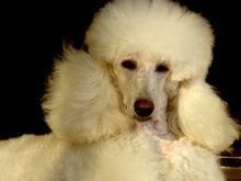 巨型贵宾犬