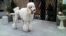 狗狗图片