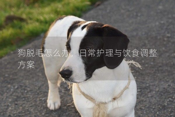 狗脱毛怎么办，日常护理与饮食调整方案