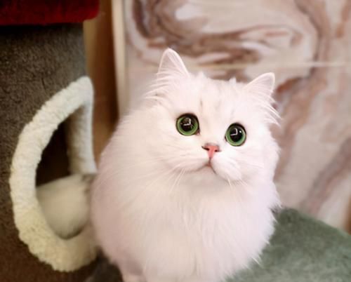 猫咪脱毛厉害的原因及解决方法（探究猫咪脱毛厉害的内在原因）