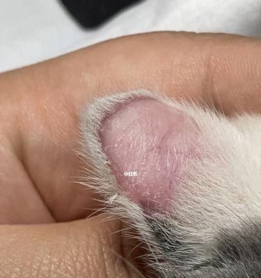 猫咪耳朵脱毛，如何解决（宠物的护理需注意的细节）