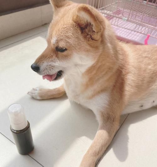 如何有效处理宠物狗狗脱毛？（掌握这些技巧，轻松应对狗狗脱毛难题！）