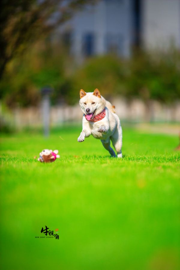 EOS 5D Mark III / EF 200mm F1.8 L USM / 1/8000秒 F2 ISO125