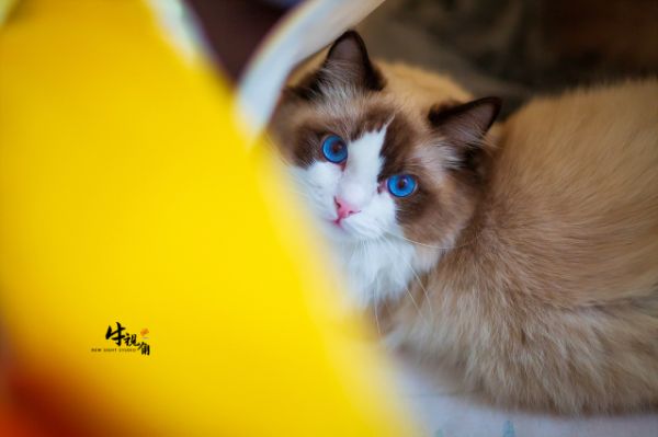 EOS 5D Mark III / EF 85mm F1.2 L USM / 1/500秒 F1.2 ISO1000