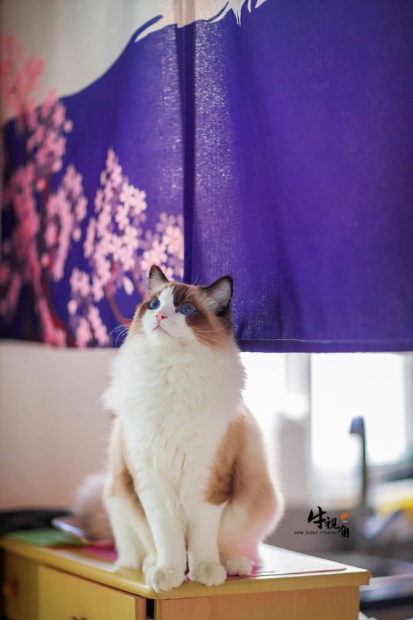 EOS 5D Mark III / EF 85mm F1.2 L USM / 1/1600秒 F1.4 ISO2500
